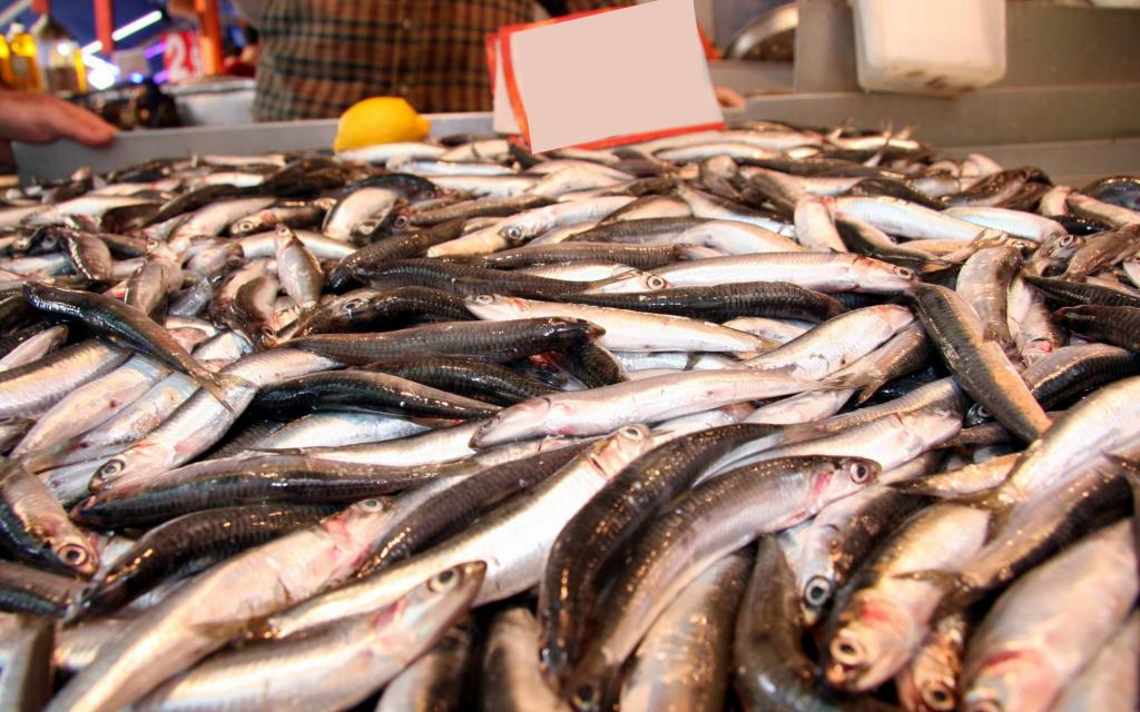 Hamsinin Karadeniz serüveni sona eriyor!