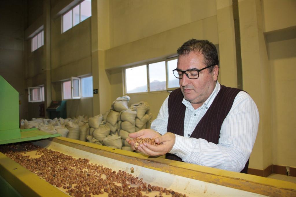 “Fındıkta kalite düşüyor” uyarısı