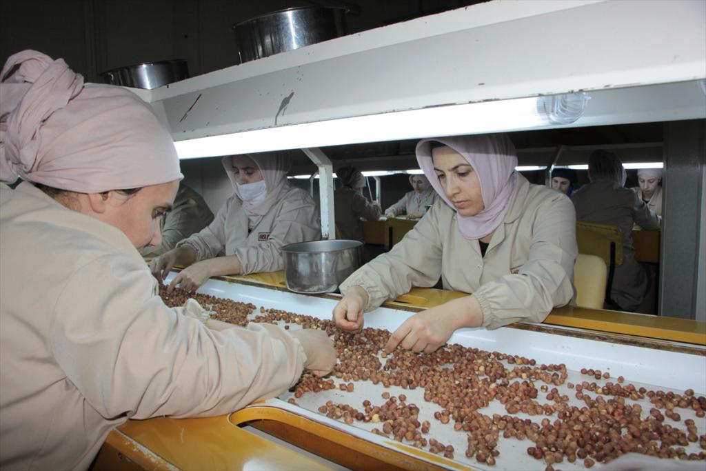 Bakkalda fındık satışından 50 ülkeye ihracata