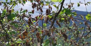 Kuraklık fındık bahçelerini tehdit ediyor