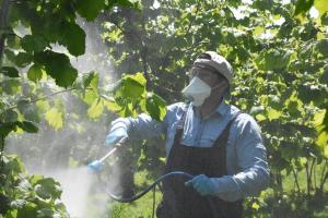 Fındık üreticilerine ilaçlama uyarısı