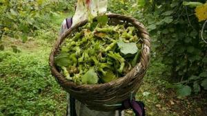 Trabzon’da fındık işçileri, Gürcülerden oluşacak!