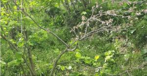 Fındıkta çölden gelen tehlike