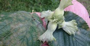 Arsin Ziraat Odası Başkanı Kozoğlu vatandaşı uyardı