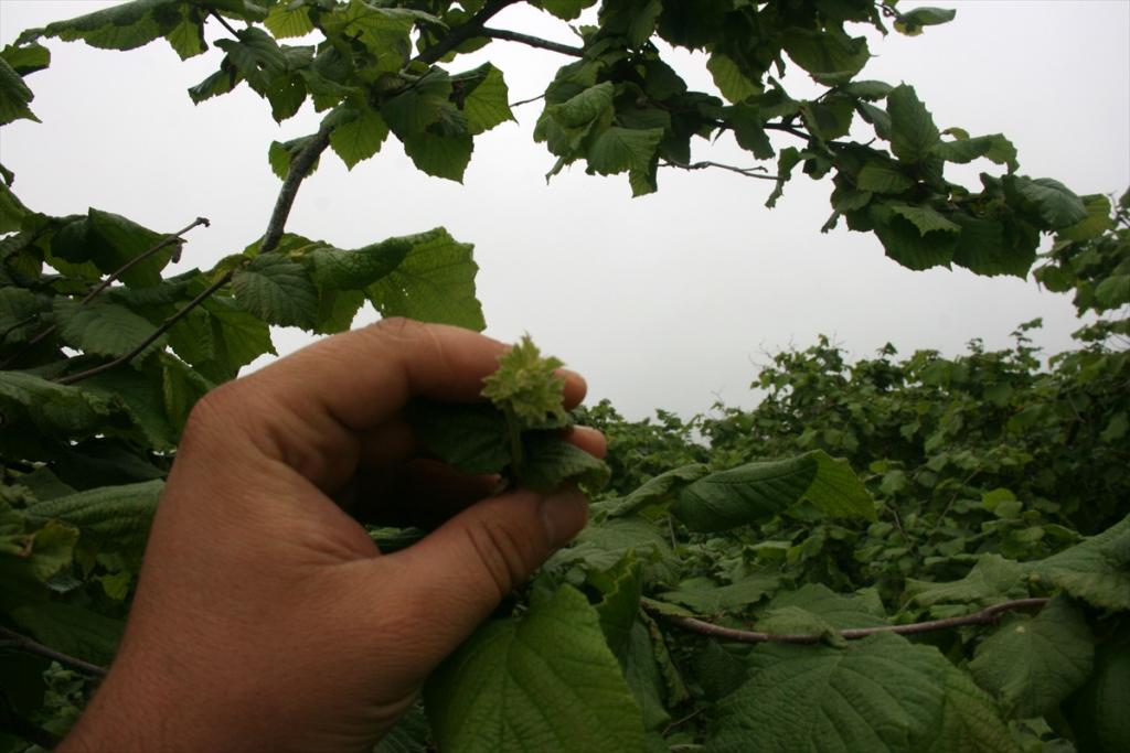Fındık sezonu öncesinde üreticiler umutlu
