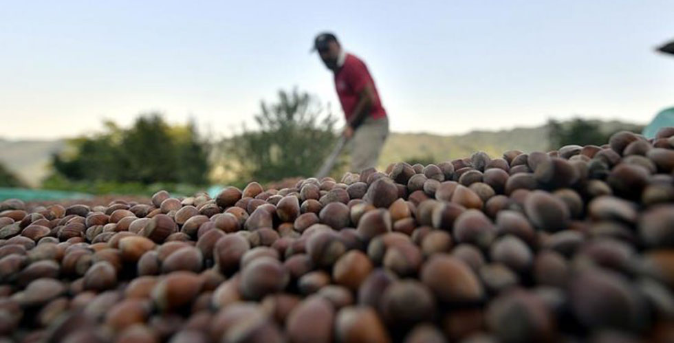Fındık Piyasasında Son Durum