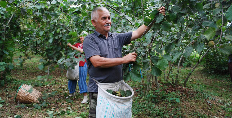 Trabzon’da fındık hasadı 1 Ağustos’ta başlıyor