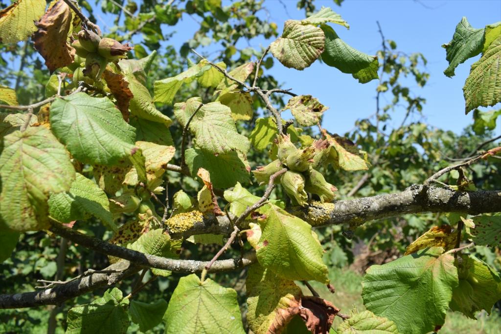Fındıkta rekolte kaybı