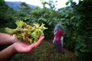 “Fındığı Türkiye’nin sahiplenmesi lazım”