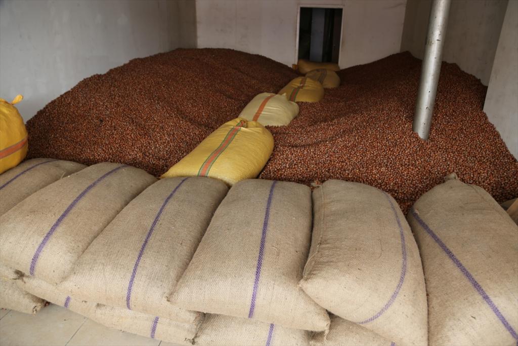 Kaliteli ve randımanı yüksek fındık ihracatçıları mutlu etti