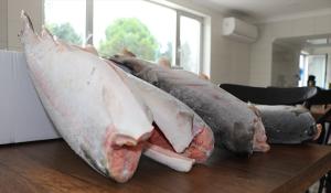 Trabzon’dan Peru ve Vietnam’a balık ihracatı