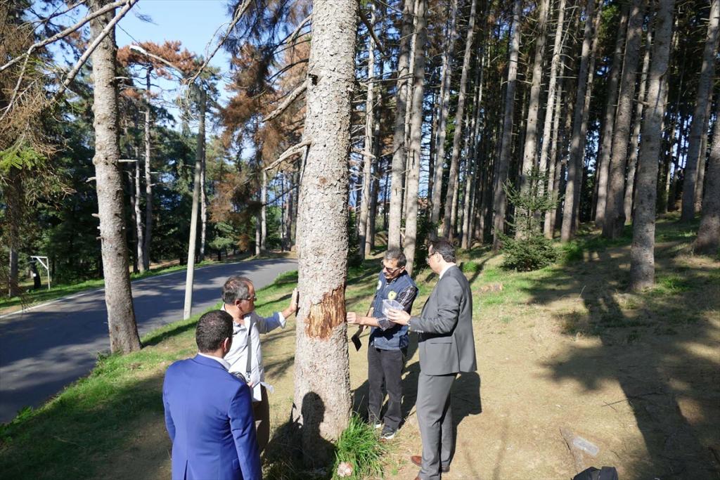 Atatürk Köşkü Ormanı’ndaki ağaçların neden kuruduğu araştırılıyor