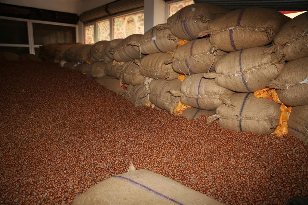 Giresun Ticaret Borsasında fındık fiyatları