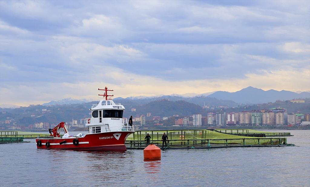 Trabzon’da yetiştirilen somon, Japon sofralarında