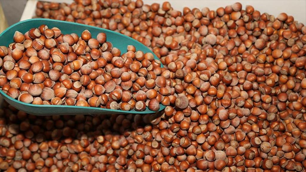 FİSKOBİRLİK TMO’dan gelen fındığı 1 yıl içerisinde nakde çevirecek