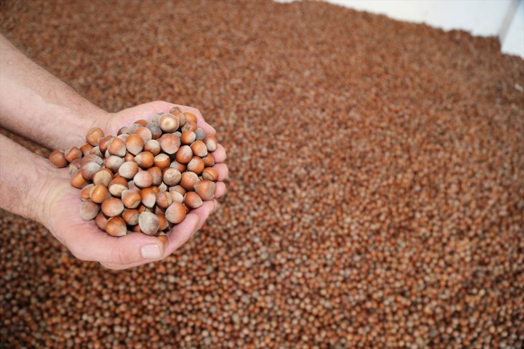 Fındık ihracatında hedef 290 bin ton