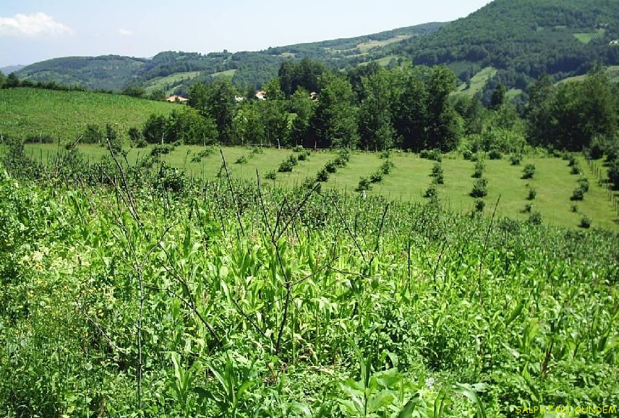 Trabzon’da tarım arazileride Arapların ilgi odağı oldu