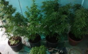 Trabzon’da uyuşturucu operasyonu – Öyle bir sistem kurmuş ki…