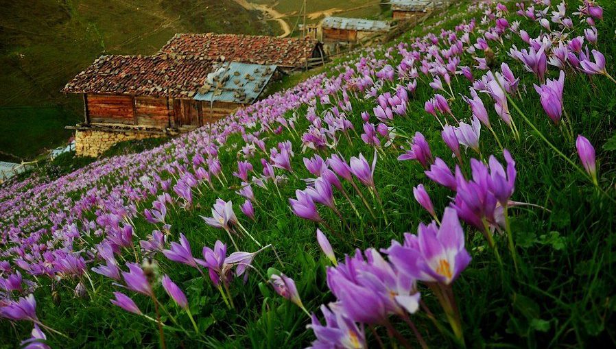 ‘Vargit’ çiçekleri açtı, yaylacılara yol göründü