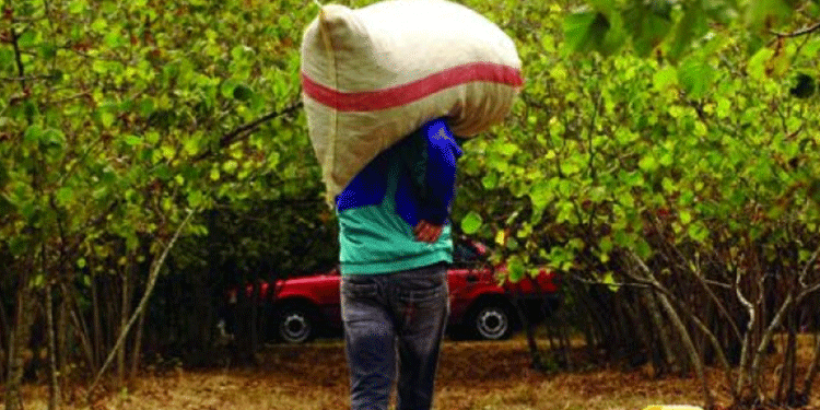 Trabzon’da 500 kilogram fındık çalan 2 kişi tutuklandı