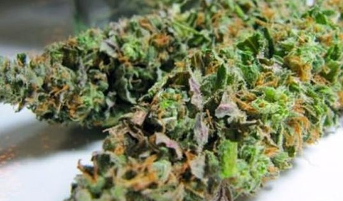 Trabzon’da uyuşturucu tarlasına baskın!