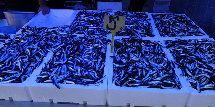 Trabzon’da hamsi bolluğu yaşanıyor!