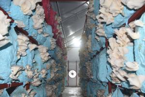 Yurt dışından 24 yıl sonra memleketine dönen Trabzonlu girişimci istiridye mantarı üretiyor