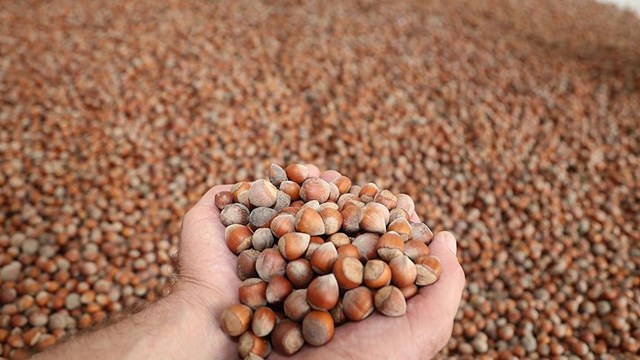 Trabzon’dan yapılan fındık ihracatında en verimli sezon 2019-2020 oldu