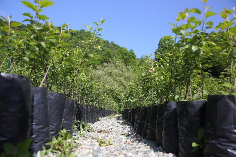 “Yomra elması” coğrafi işaret tescil belgesi aldı