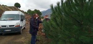 Trabzon’da çam fıstığı yetiştiriciliği yeni gelir kapısı olacak