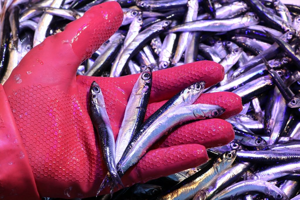 Hamsi ihracatı 2021’in iki ayında 1,8 milyon dolar kazandırdı