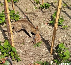 Boruya sıkışan yavru kediyi itfaiye ekipleri kurtardı
