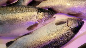 Karadeniz somonu sadece 8 ayda 103 milyon dolar kazandırdı