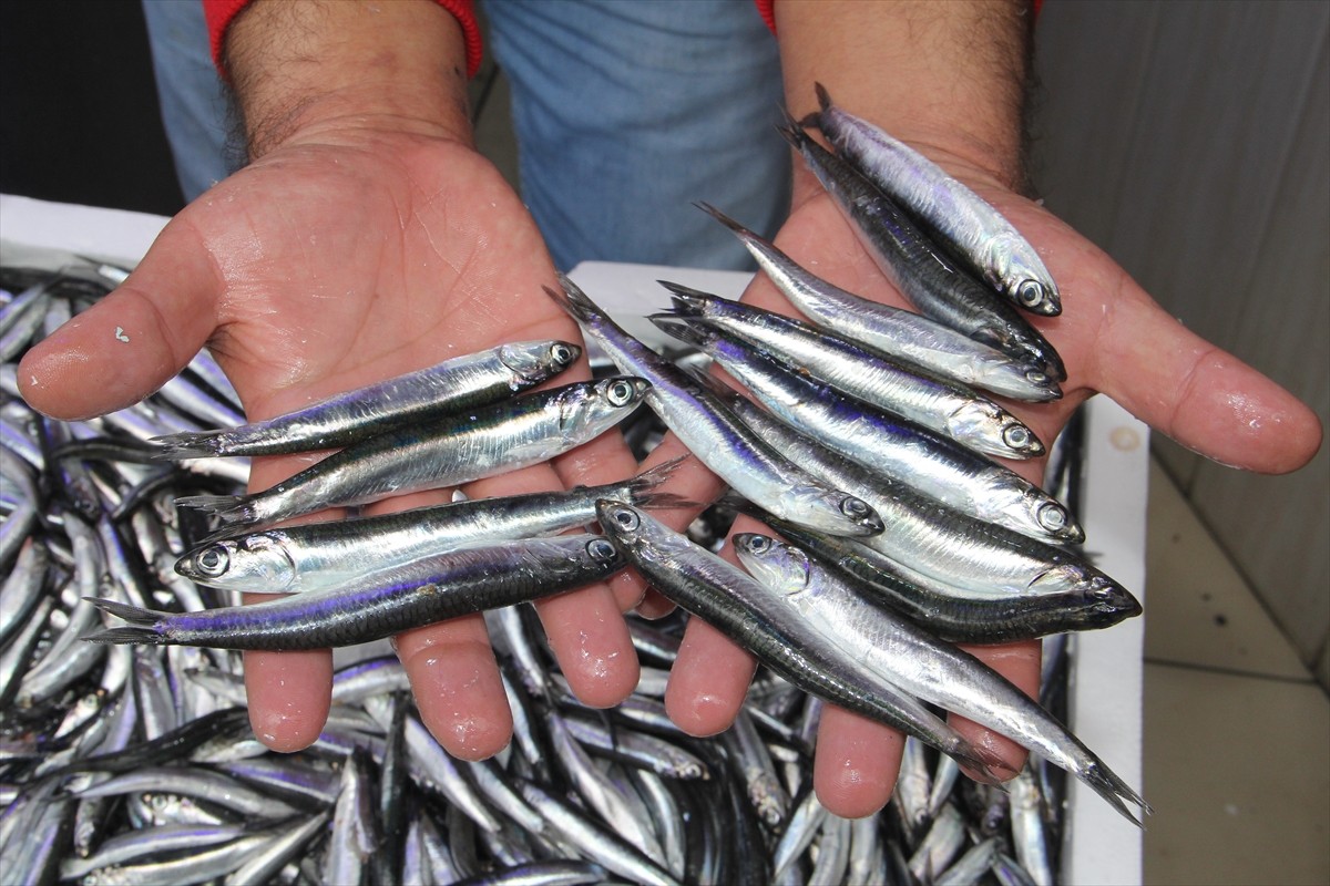 Trabzon’da balık fiyatları