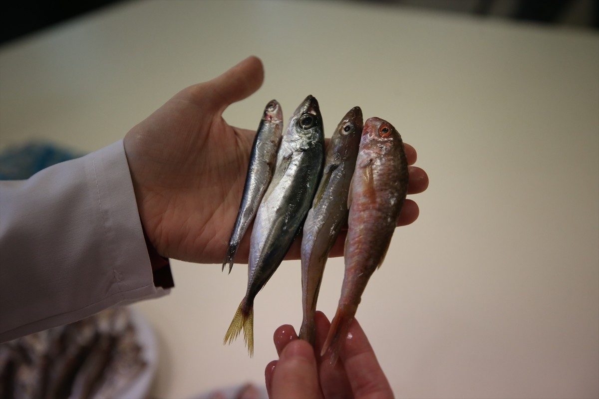 Karadeniz’de biyoaktif özelliği en yüksek balık hamsi çıktı