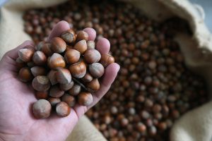 Ordu’da üreticinin TMO’ya ilgisi serbest piyasada fındık fiyatını yükseltti