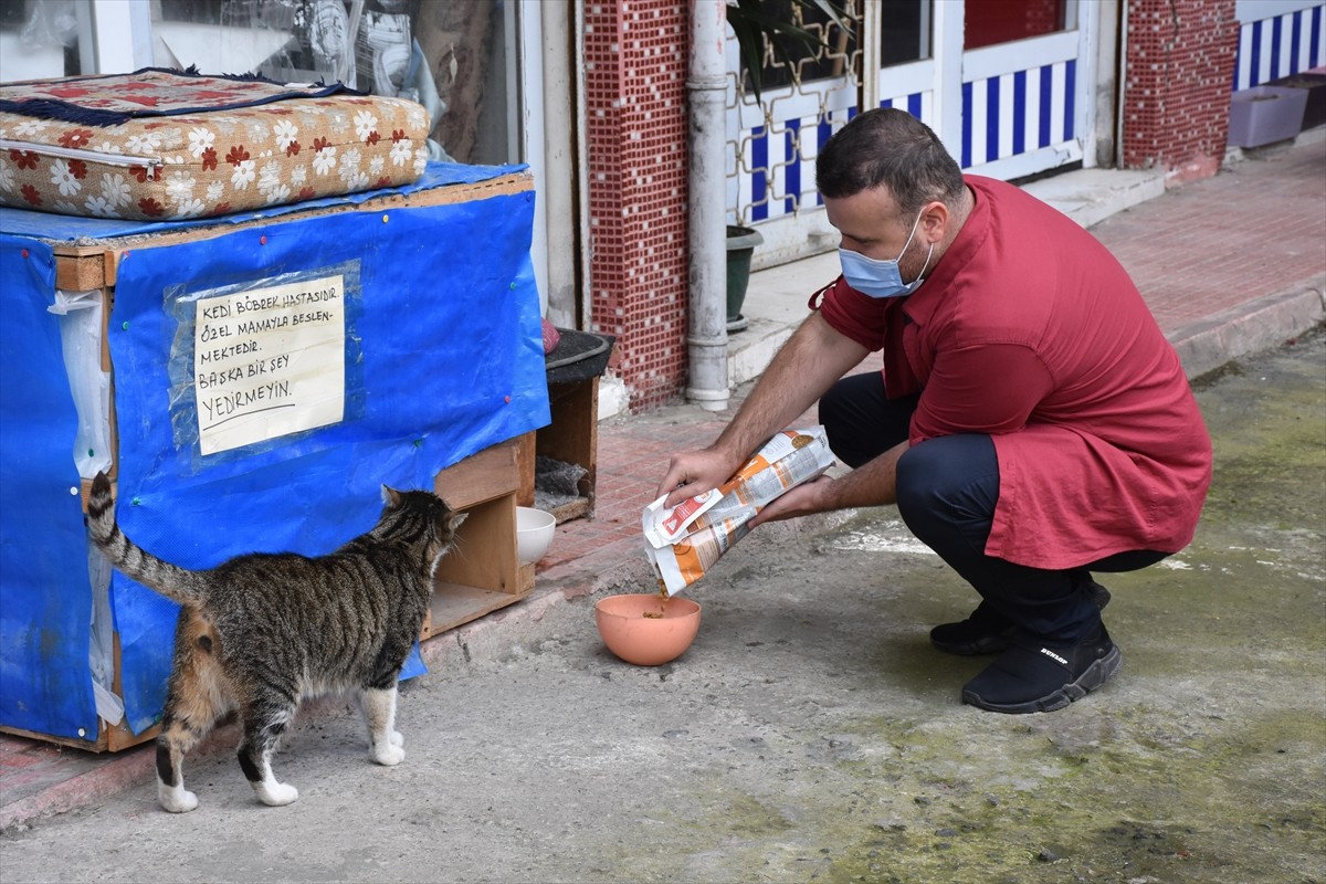 Sokak kedisi Çapkın’a hayvansever usta öğretici sahip çıktı