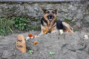 Trabzon’da sahibi vefat eden köpek mezarın başından ayrılmıyor