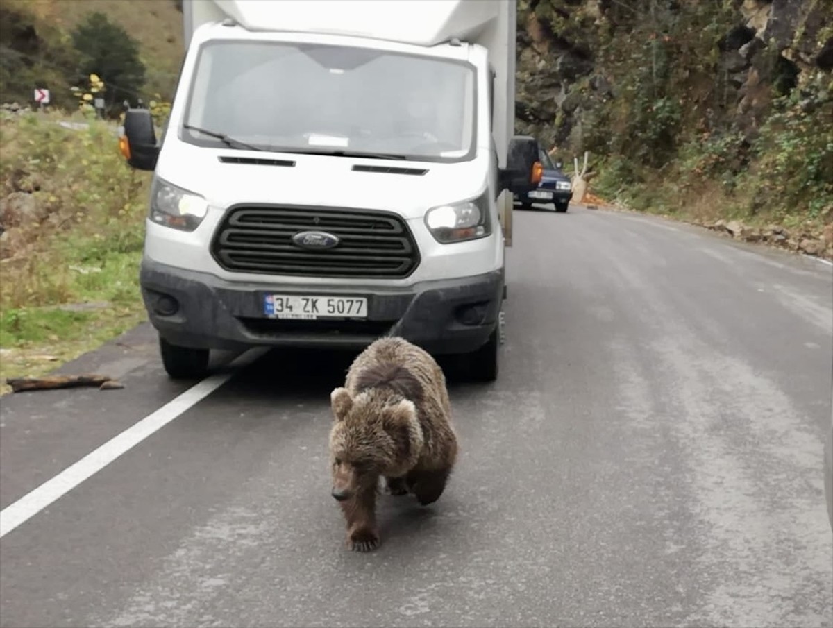 Trabzon’da kara yoluna inen yavru ayı kameralara yansıdı