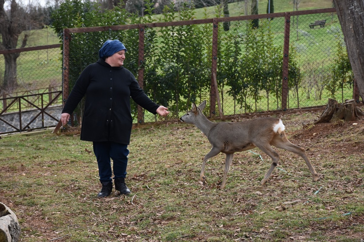 Trabzon’da belediye personeli parktaki karacaya anne şefkatiyle bakıyor
