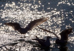 Trabzon’da martıların yiyecek arayışı