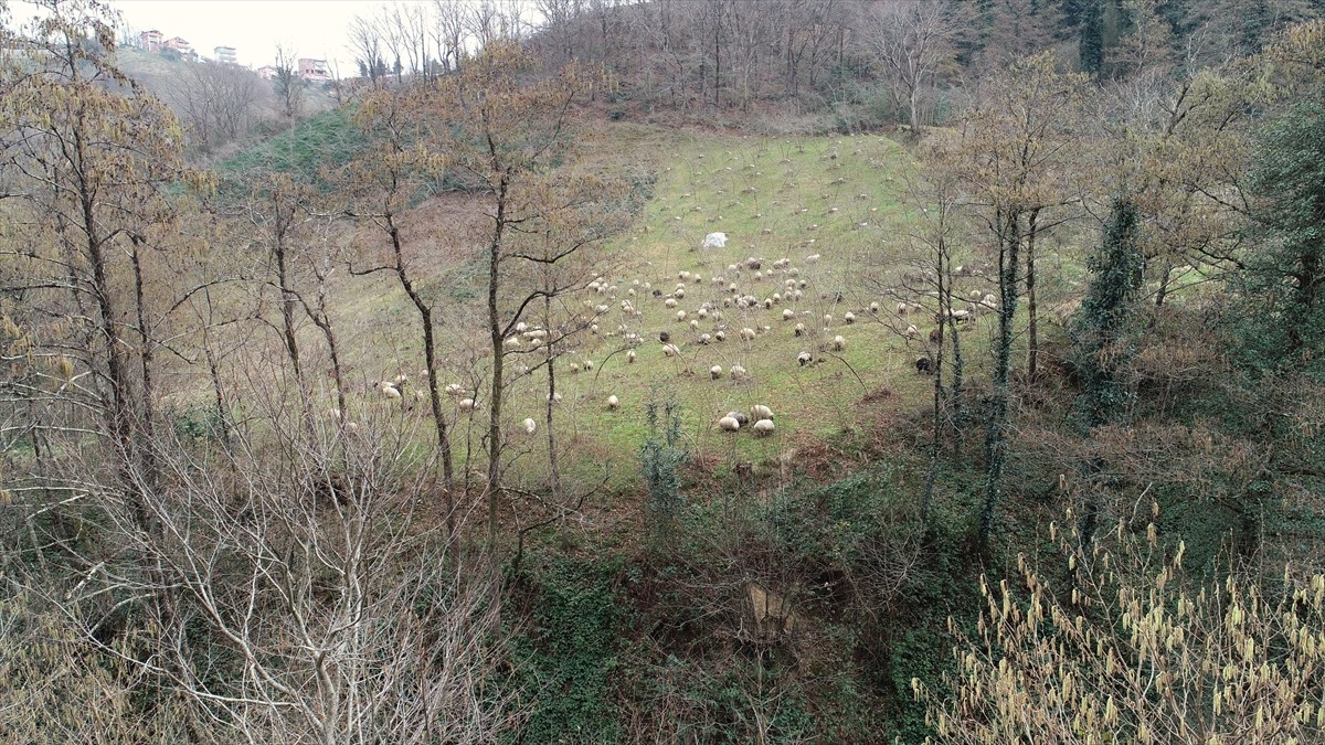 Trabzon’un dik yamaçlarındaki meralar koyun sürüleriyle şenlendi