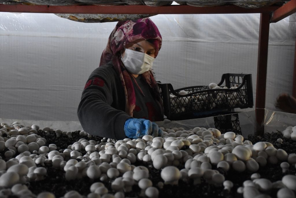 Trabzonlu mimar devlet desteğiyle kurduğu tesiste mantar üretiyor