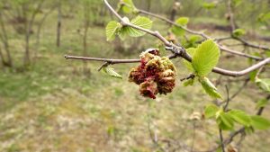 FINDIK KOZALAK AKARLARINA DİKKAT
