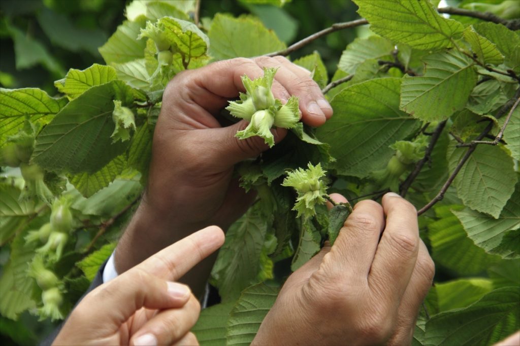 Trabzon’da fındıkta rekolte tespiti için çalışmalara başlandı