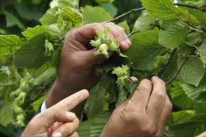 Trabzon’da fındıkta rekolte tespiti için çalışmalara başlandı