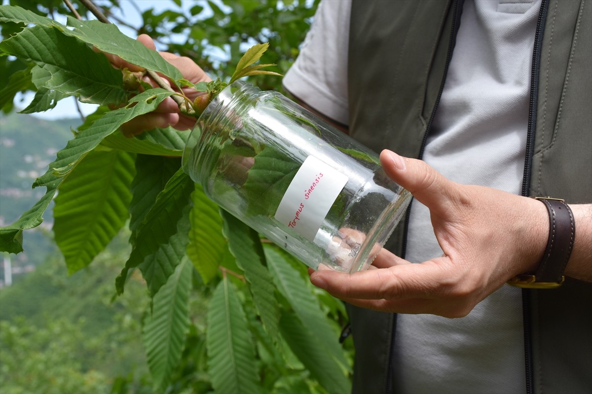 Trabzon’un kestane ormanlarında gal arısıyla biyolojik mücadele sürüyor