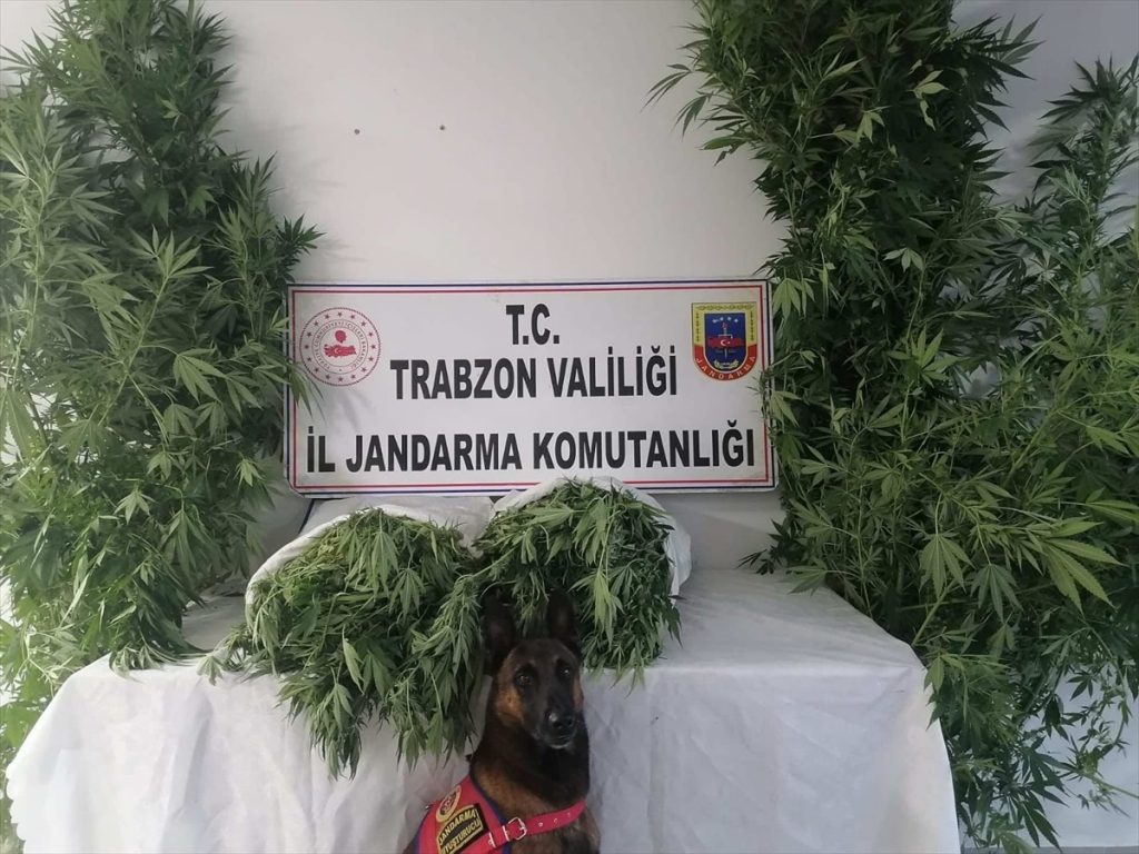 Evin çatısına saklanan uyuşturucu “Yatkın”dan kaçamadı