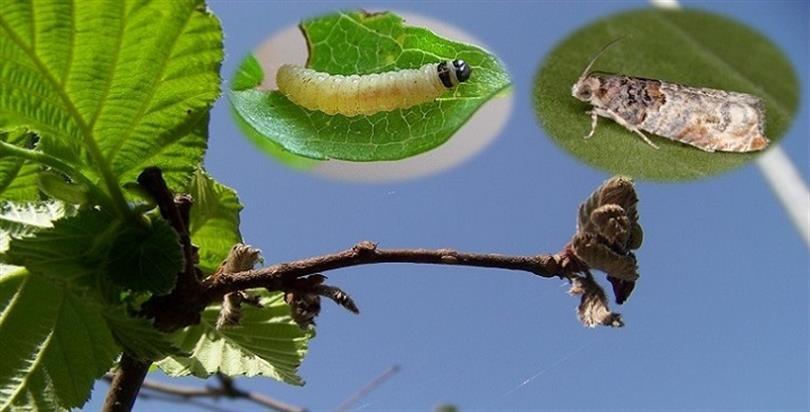 Trabzon’da Fındık Filiz Güvesi mücadelesi