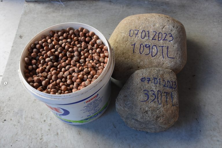 Trabzonlu tüccarın satın aldığı fındık çuvallarından 28 kilogramlık iki taş çıktı